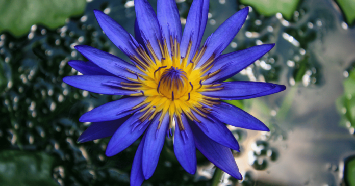 Order Blue Lotus Flowers Online: Fast and Reliable Delivery